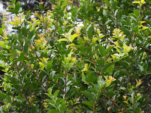 Symplocos racemosa observed 2023-08-01