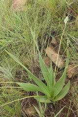 Hypoxis galpinii