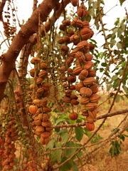 Alchornea cordifolia image