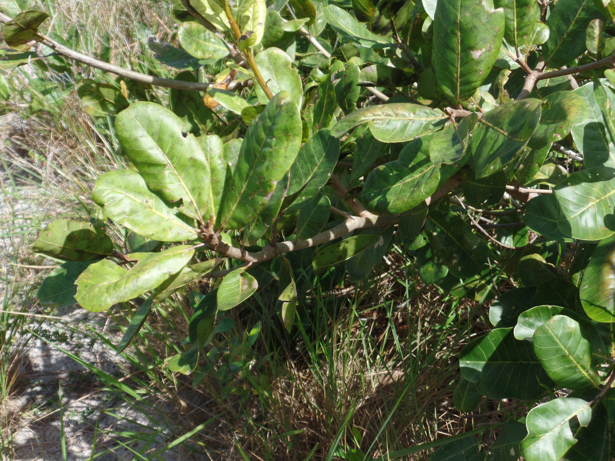 Anacardium occidentale
