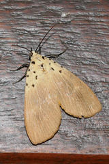 Asota iodamia