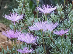 Lampranthus coralliflorus