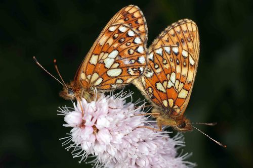 Bog Fritillary