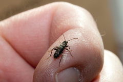 Neoclytus muricatulus infans