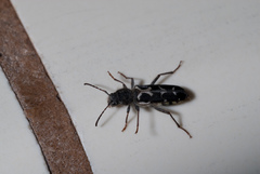 Neoclytus conjunctus