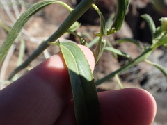 Ditaxis brandegeei