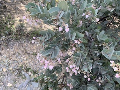 Arctostaphylos luciana