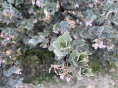 Arctostaphylos luciana