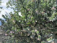 Arctostaphylos luciana
