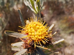 Leucospermum parile