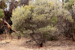Acacia argyrophylla