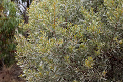 Acacia argyrophylla
