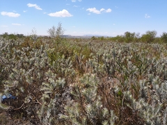 Leucospermum parile
