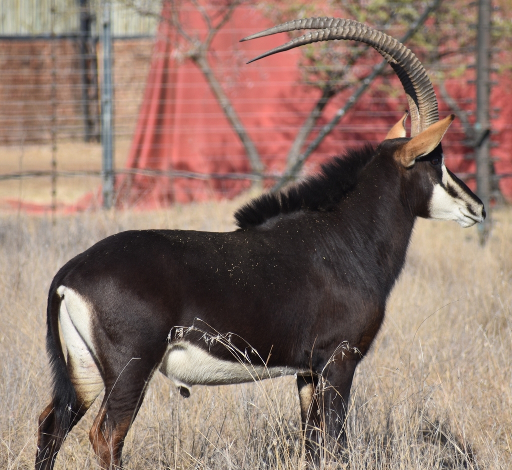 Southern Sable Antelope in August 2023 by Sameer Shaik · iNaturalist