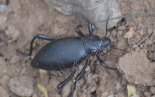 Eleodes eschscholtzii