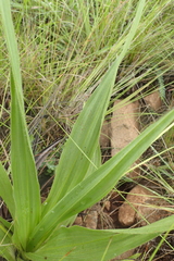 Hypoxis galpinii