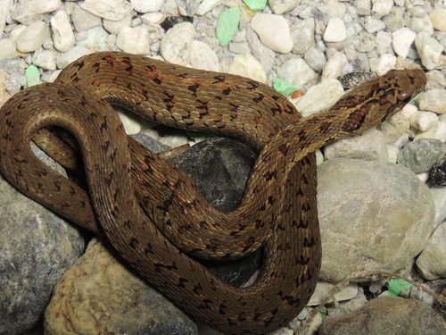Sumichrast's Garter Snake