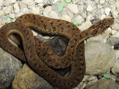 Thamnophis sumichrasti