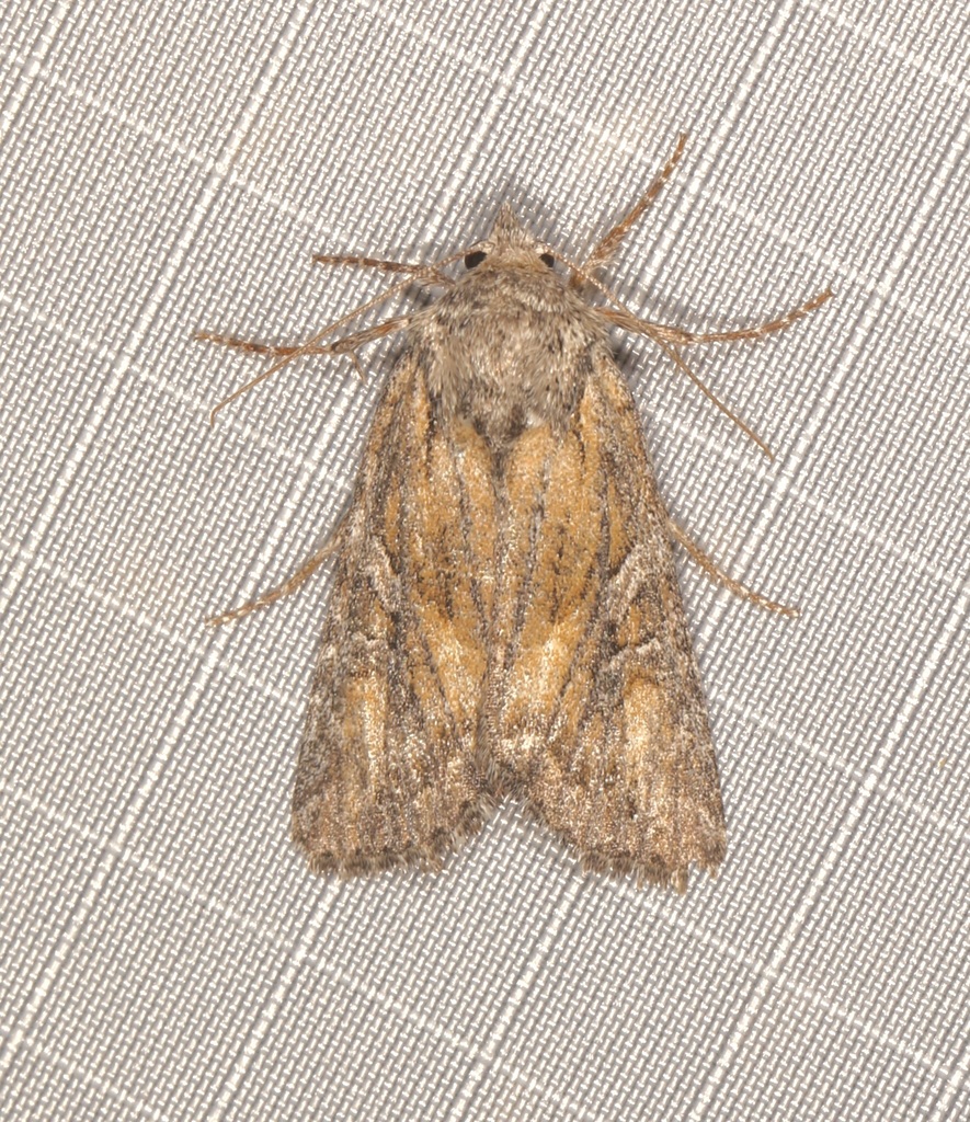 Aseptis characta