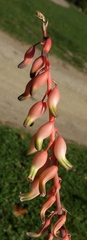 Gasteria