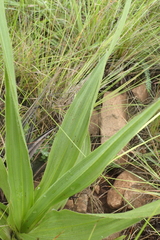 Hypoxis galpinii
