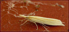 Orocrambus angustipennis
