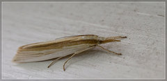 Orocrambus angustipennis
