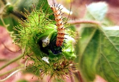 Acraea