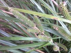 Carex forsteri