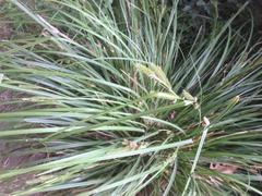 Carex forsteri