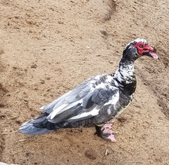 Cairina moschata domestica