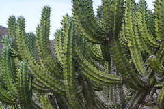 Myrtillocactus cochal