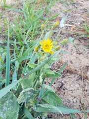 Heterotheca grandiflora