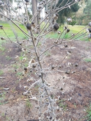 Heterotheca grandiflora