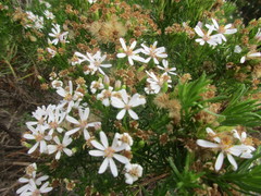 Olearia glutinosa