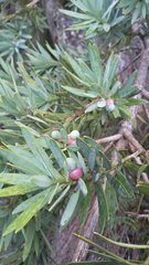 Podocarpus elongatus
