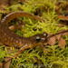 Torrent Salamanders - Photo (c) spencer_riffle, some rights reserved (CC BY-NC), uploaded by spencer_riffle