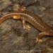 Southern Torrent Salamander - Photo (c) spencer_riffle, some rights reserved (CC BY-NC), uploaded by spencer_riffle