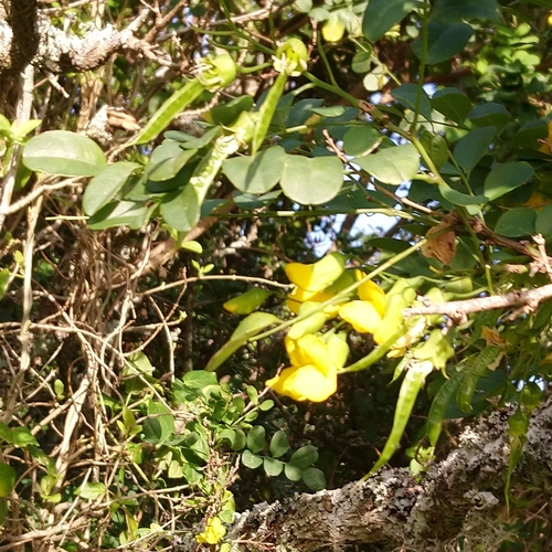 Image of Calpurnia aurea by (c) Henry de Lange, some rights reserved (CC BY)