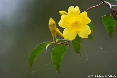yellow jessamine