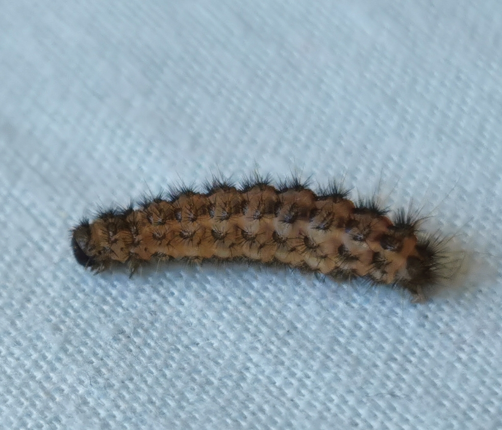 Dysauxes punctata