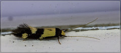 Opogona comptella