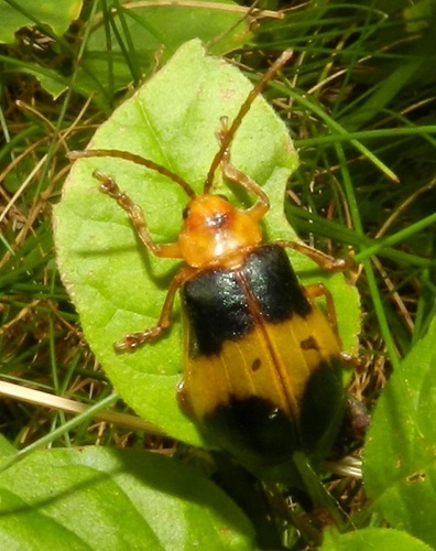 Larger Elm Leaf Beetle