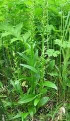 Platanthera convallariifolia