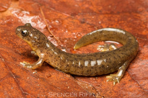 Southern Torrent Salamander