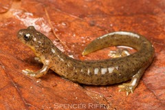 Southern Torrent Salamander photo 3