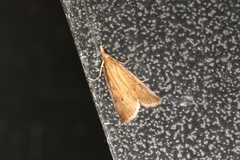 Calamotropha leptogrammellus