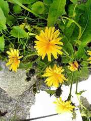 Picris japonica kamtschatica