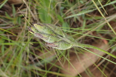 Hypoxis galpinii