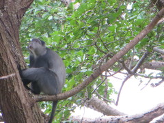 Cercopithecus mitis manyaraensis